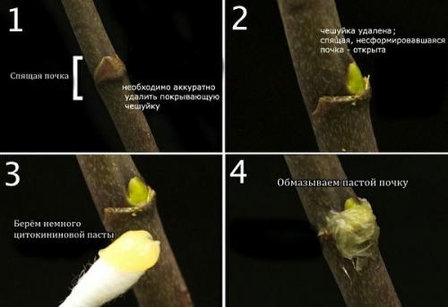 Детка орхидеи на сухом цветоносе. Появилась детка на цветоносе орхидеи — что делать?