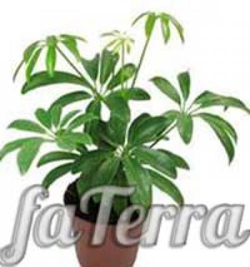 Schefflera arboricola уход. Шеффлера виды