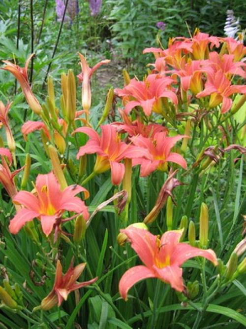 Лилейник комнатный. Описание цветка лилейник