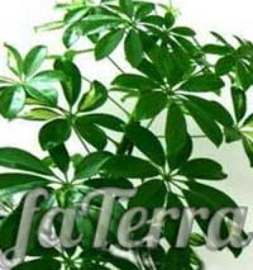 Schefflera arboricola уход. Шеффлера виды
