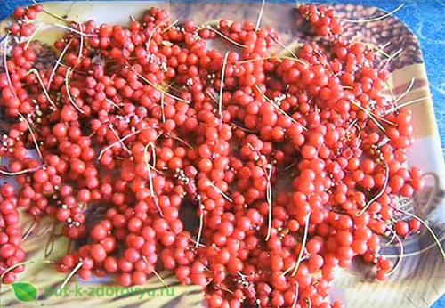 Рецепт приготовления настойки из китайского лимонника. Рецепты приготовления лимонника китайского.