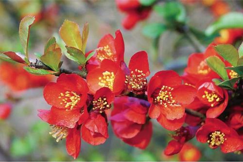 Айва японская это кустарник. Фото и описание кустарника айва хеномелес японский