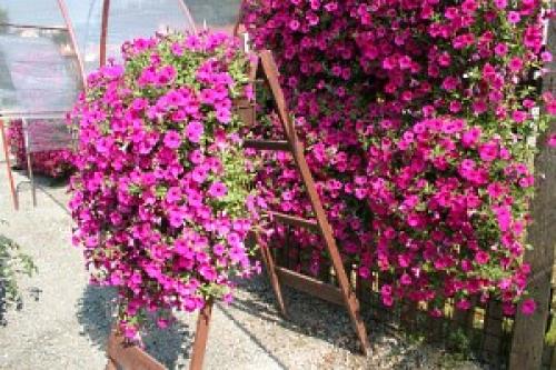 Выращивание петунии Сурфиния: уход и размножение цветка, фото