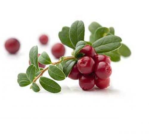 Группа брусника. Брусника (Vaccinium Oxycoccos). Vaccinium macrocarpon. Брусника этикетка. Брусника для дошкольников.