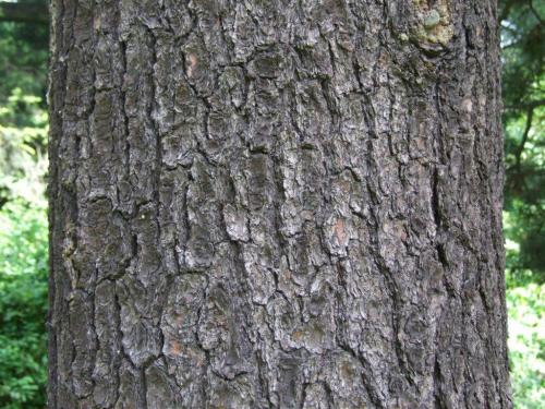 Как быстро растет сосна. Сосна – описание и характеристика дерева.