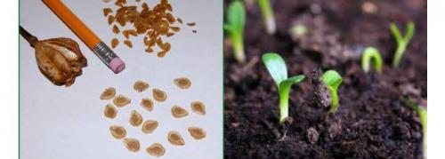 Как заставить цвести домашнюю лилию. Выращивание лилий в домашних условиях