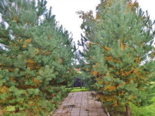 Болезни сосен и их лечение ржавчина. Ржавчина и другие болезни