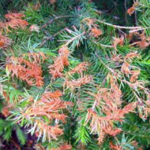 Болезни сосны лечение. Болезни и лечение хвойных растений и деревьев