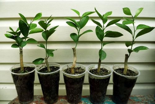 Лимонник комнатный. Учимся выращивать и ухаживать за лимоном дома