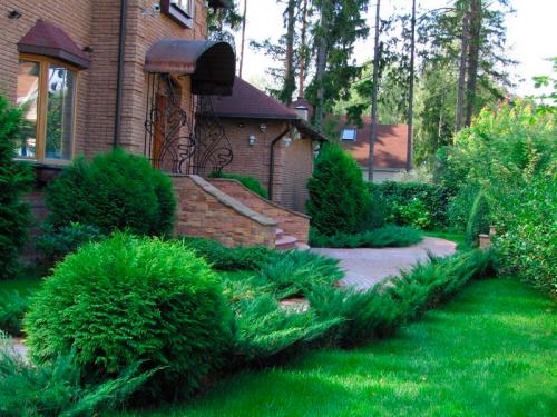 Как пересадить можжевельник из леса осенью. Когда можно пересаживать можжевельник