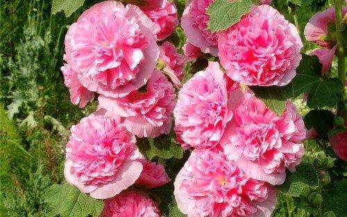 Мальва цветок. Описание