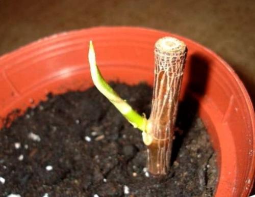 Как обновить драцену в домашних условиях. Как обновить драцену