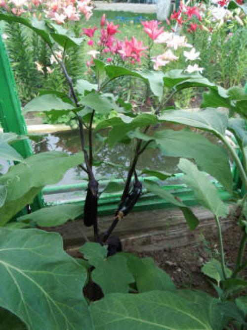 Баклажан, как овощная культура. Баклажан - овощ долголетия