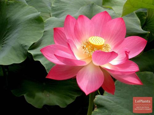 Цветы которые растут в воде дома. Водные растения