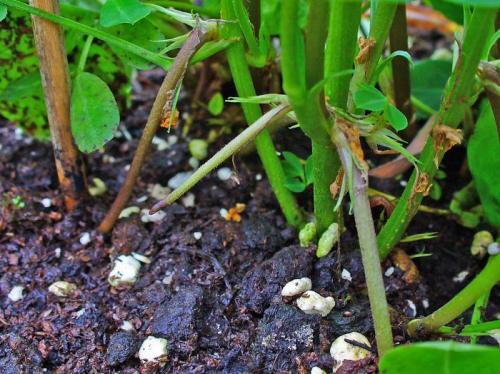 К чему относятся орехи арахис. Арахис - это орех или бобовые? Ка вырастить арахис?