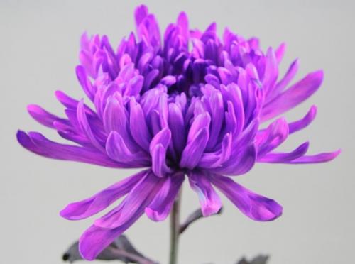 Хризантема Антонов описание сорта