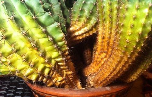 Почему желтеет, кактус, что делать. Болезни кактуса по причине неправильного ухода за растением