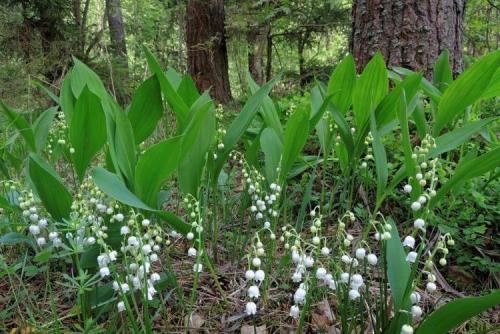 Когда цветут ландыши