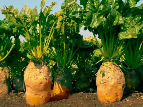 Лучшие сорта кормовой свеклы для украины. Описание сортов кормовой свёклы