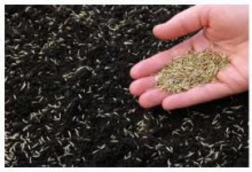 Подзимний посев семян цветов в. Подзимний посев цветов