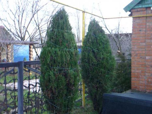 Как обвязывать туи на зиму. Надо ли укрывать туи на зиму: зачем это нужно делать