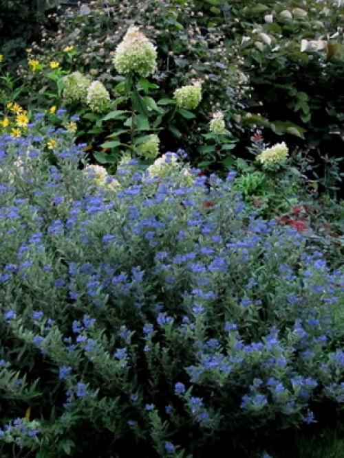 Название деревьев в России. Лиственные деревья и кустарники: названия и фото