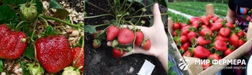 Что такое ремонтантная земляника. Ремонтантная клубника