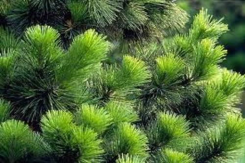 Сколько лет растет кедр до шишек. Сколько растет кедр