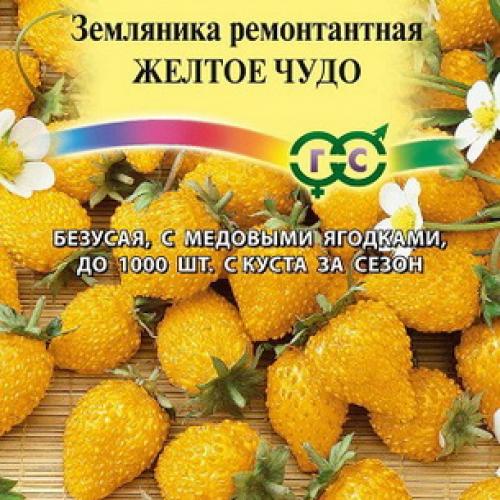 Когда рассаживать ремонтантную землянику безусую. Как размножить и ухаживать за ремонтантной безусой земляникой лучших сортов