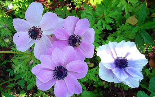 Выращиваем на даче различные виды и сорта анемонов