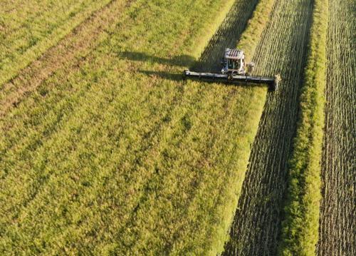 Группы культурных растений. Примеры названий культурных растений