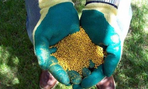 Чем подкормить лилейник осенью. Особенности ухода за лилейниками осенью