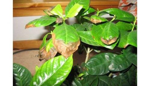 Почему у гортензии коричневеют цветы. Причины почернения листьев гортензии – пошаговая инструкция по лечению