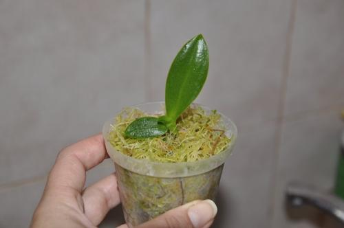 Детка орхидеи на сухом цветоносе. Появилась детка на цветоносе орхидеи — что делать?