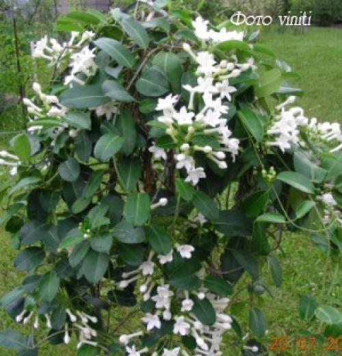 Субстрат для стефанотиса. Стефанотис - уход и выращивание