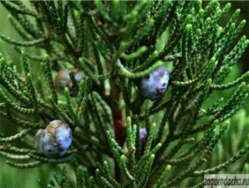 Можжевельник в саду. Происхождение