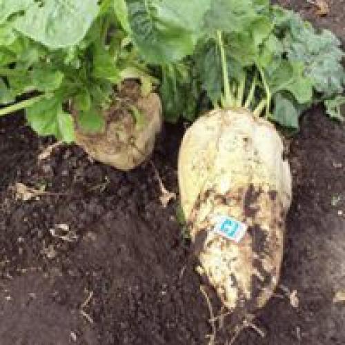 Лучшие сорта свеклы кормовой. Популярные сорта