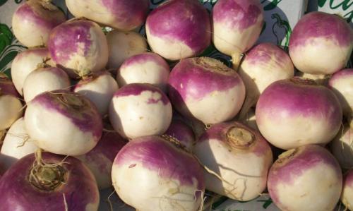 Сорта репы без горечи. Лучшие сорта репы для теплицы