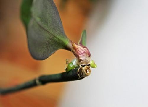 Детка орхидеи на сухом цветоносе. Появилась детка на цветоносе орхидеи — что делать?