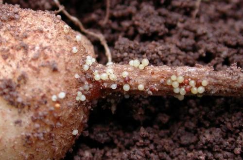 Золотистая картофельная нематода, что это такое. Картофельная нематода: признаки, методы борьбы и лечения