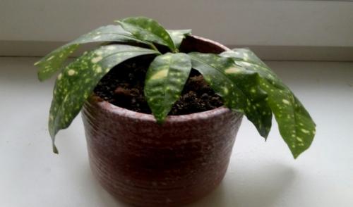 КРОТОН опали все листья. Почему у кротона сохнут и опадают листья и что при этом делать