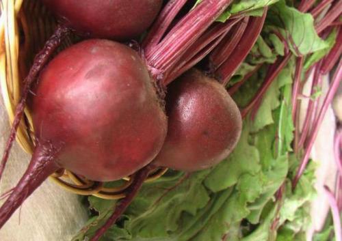 Лучшие сорта кормовой свеклы для Подмосковья открытый грунт. Семена свеклы: лучшие сорта для открытого грунта на Урале и в Подмосковье