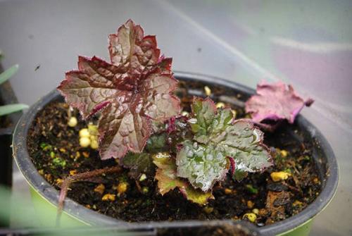 Гейхера кроваво-красная посадка уход. Несложная посадка гейхеры в открытый грунт