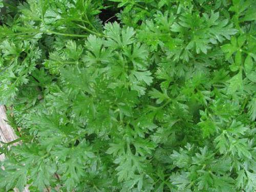 Съедобные зонтичные растения. Семейство Зонтичные: характеристика и представители