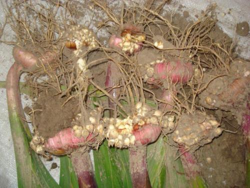 Когда выкапывать гладиолусы если они не цвели. Когда выкапывать гладиолусы