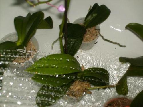 Онцидиум виды. Как ухаживать за орхидеей Онцидиум в домашних условиях