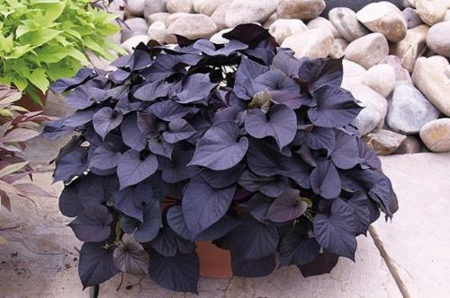 Комнатный цветок ипомея батат. Два способа посадки ипомеи батат и основы ухода за цветком