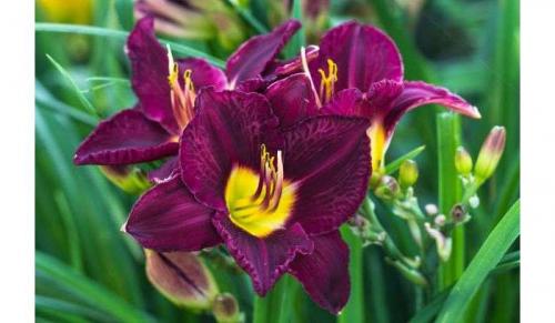 Лилейники отцвели, что делать дальше. Обрезка лилейников — подготовка растения к зиме