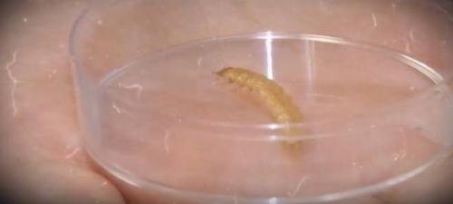 Золотистой картофельной нематоды картофельной. Картофельная нематода, виды и борьба