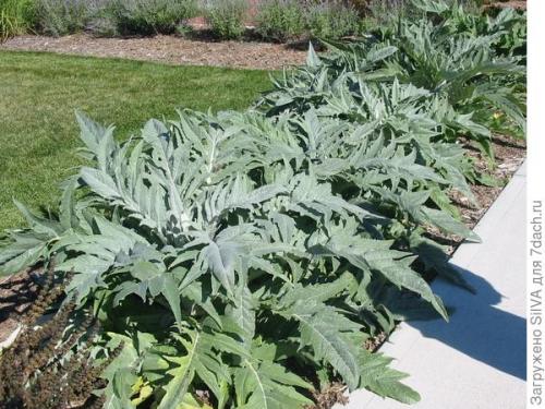 Артишок настоящий. Вся правда об артишоках. Посадка и уход